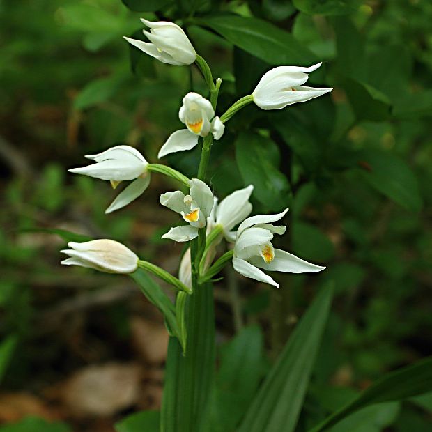 prilbovka biela Cephalanthera damasonium (Mill.) Druce