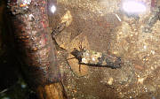 potočník - larva