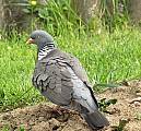 holub hrivnák-holub hřivnáč 