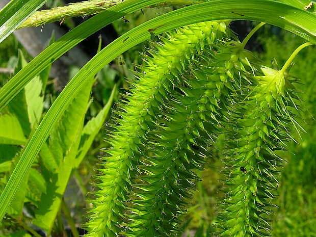ostrica pašachorová Carex pseudocyperus L.