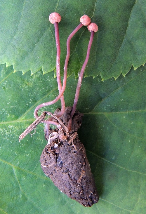 kyjanička purpurová Claviceps purpurea (Fr.) Tul.