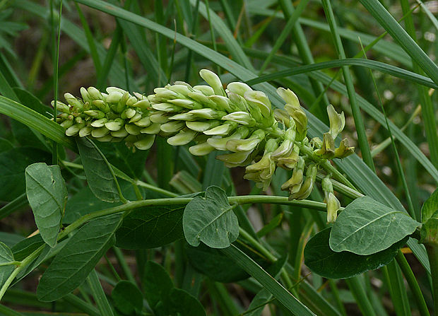 kozinec sladkolistý Astragalus glycyphyllos L.