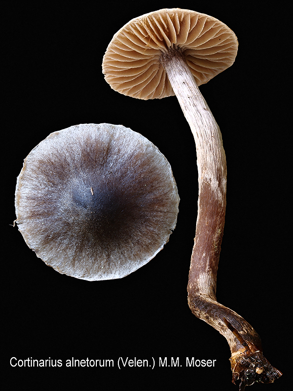 pavučinovec hnedastosivý Cortinarius alnetorum (Velen.) M.M. Moser