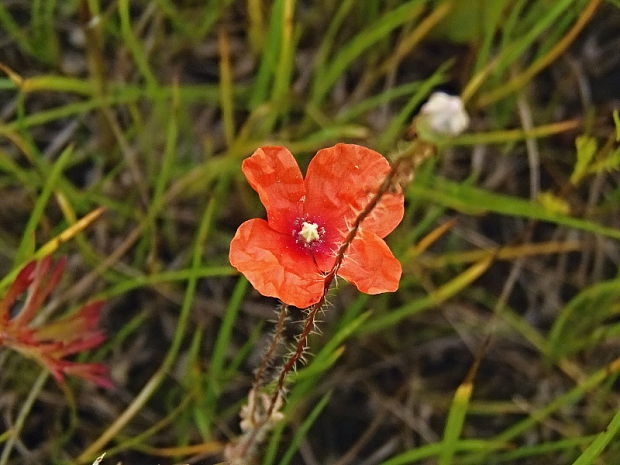 mak pochybný skorý Papaver dubium subsp. confine (Jord.) Hörandl