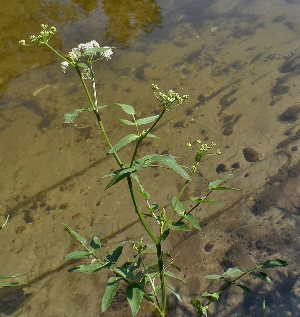 potočník širokolistý Sium latifolium L.