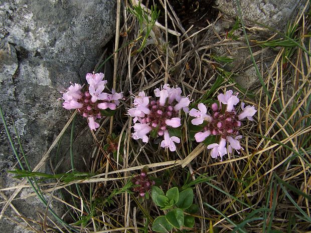 dúška alpská Thymus alpestris Tausch ex A. Kern.