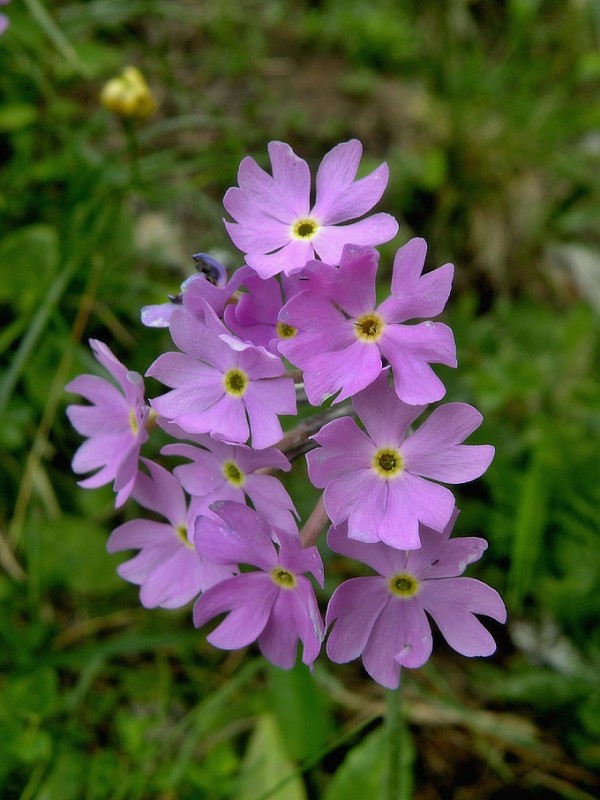 prvosienka dlhokvetá plocholistá Primula halleri subsp. platyphylla O. Schwarz