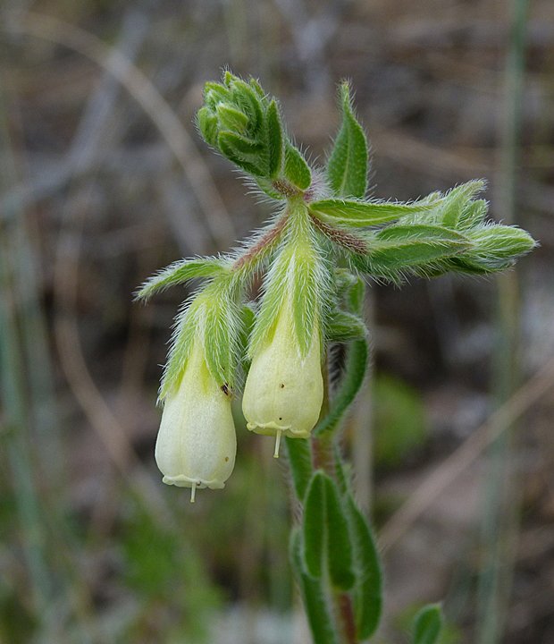 rumenica nepravá bradavičnatá Onosma pseudoarenaria subsp. tuberculata (Kit.) Rauschert.
