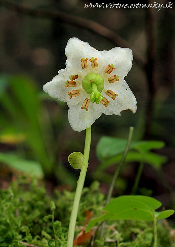 jednokvietok veľkokvetý Moneses uniflora (L.) A. Gray