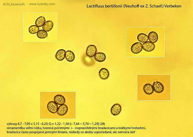 rýdzik Bertillonov Lactifluus bertillonii (Neuhoff ex Z. Schaef.) Verbeken