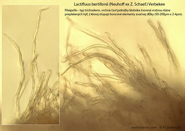 rýdzik Bertillonov Lactifluus bertillonii (Neuhoff ex Z. Schaef.) Verbeken