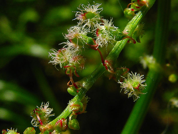 štiav alpínsky Acetosa arifolia (All.) Schur