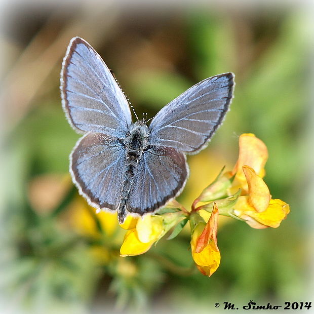 modráčik lucernový Cupido decoloratus