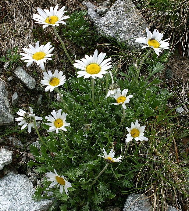 pakrálik alpínsky tatranský Leucanthemopsis alpina subsp. tatrae (Vierh.) Holub