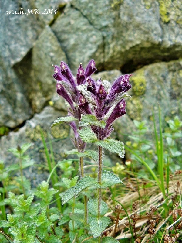 bartsia alpínska Bartsia alpina L.