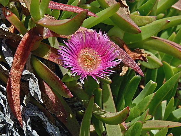kosmatcovník veľkokvetý Carpobrotus acinaciformis (L.) L. Bolus
