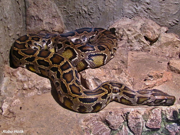 pyton tygrovitý tmavý Python molurus bivitatus