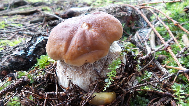 hríb smrekový Boletus edulis Bull.