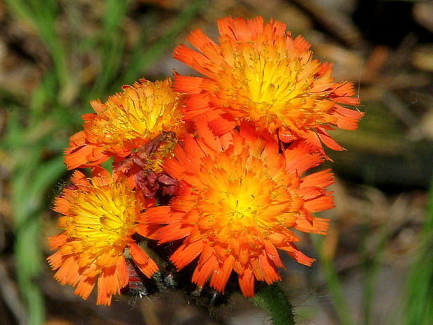 chlpánik oranžový Pilosella aurantiaca (L.) F. W. Schultz et Sch. Bip.