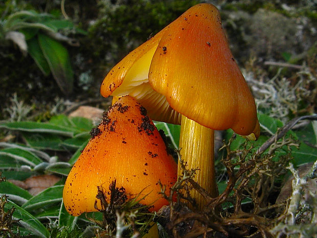 lúčnica Hygrocybe sp.