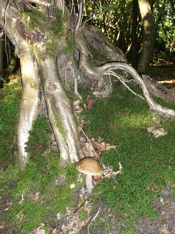 kozák hrabový Leccinum pseudoscabrum (Kallenb.) Šutara