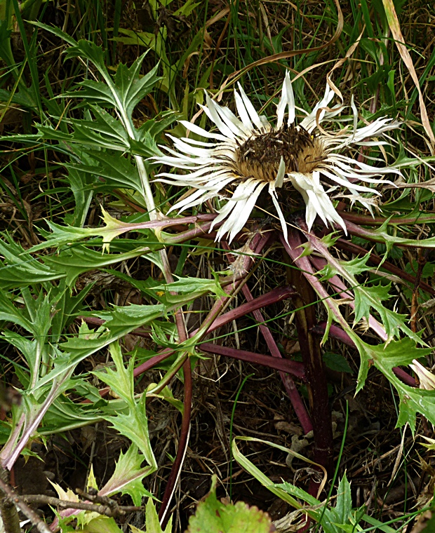 krasovlas bezbyľový vyvýšený Carlina acaulis subsp. caulescens (Lam.) Schübl. et G. Martens