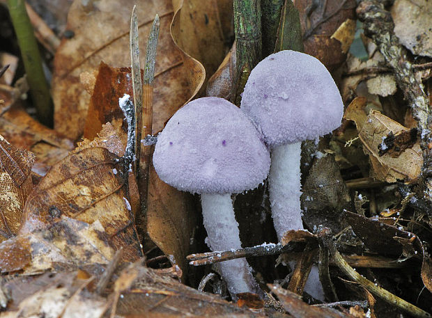 bedlička fialová Cystolepiota bucknallii (Berk. & Broome) Singer & Clémençon