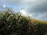 kukuričné pole