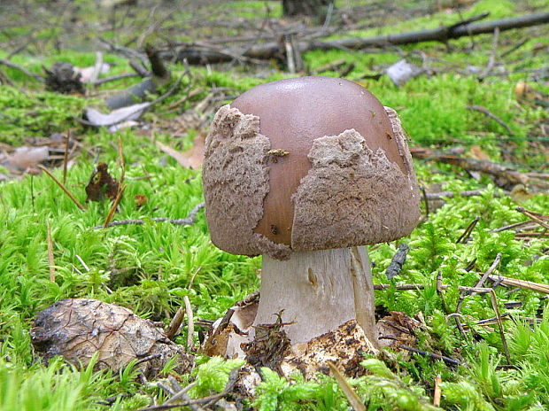 muchotrávka porfýrovosivá Amanita porphyria Alb. & Schwein.