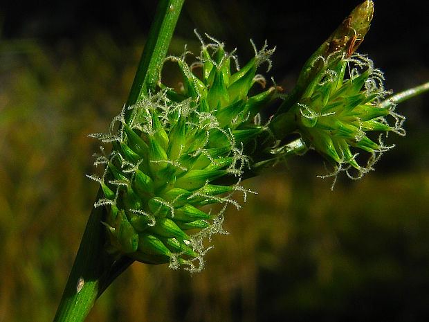 ostrica oederova Carex viridula Michx.