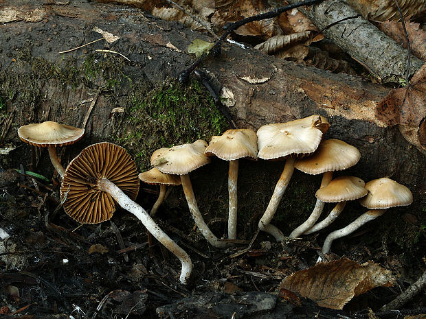 pavučinovec štíhlotupý Cortinarius fibulatobtusus Rob. Henry