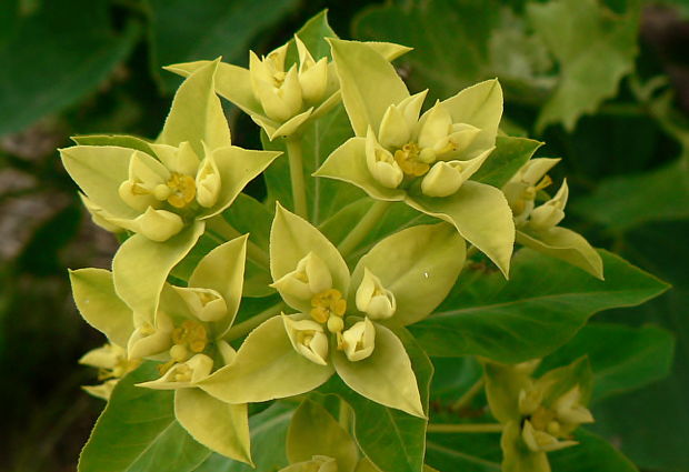 mliečnik močiarny Tithymalus palustris (L.) Hill