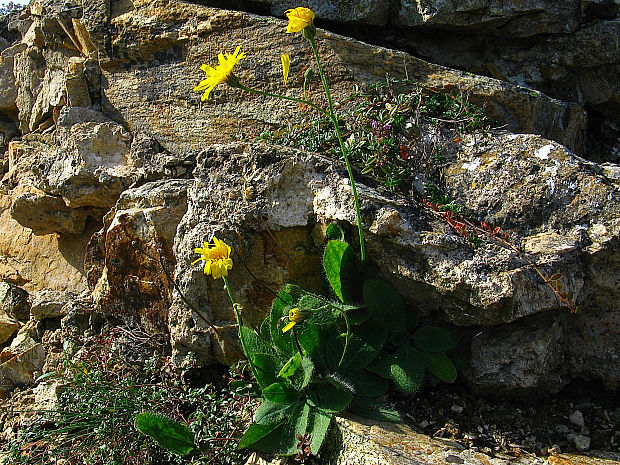 jastrabník Hieracium schmidtii subsp. graniticum (Schultz Bip.) Gottschlich