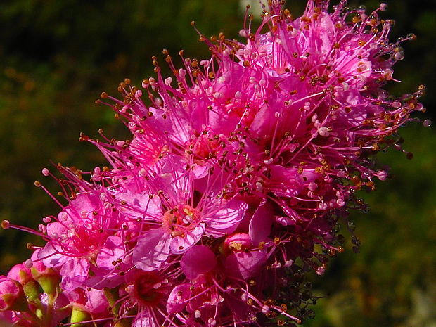 tavoľník Spiraea × pseudosalicifolia  Silverside