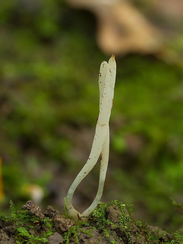 kyjačik Clavaria sp.