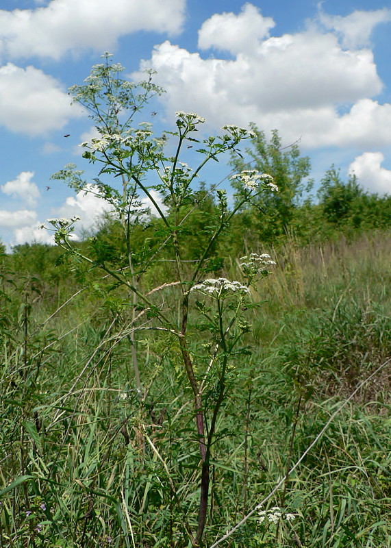 bolehlav škvrnitý Conium maculatum L.