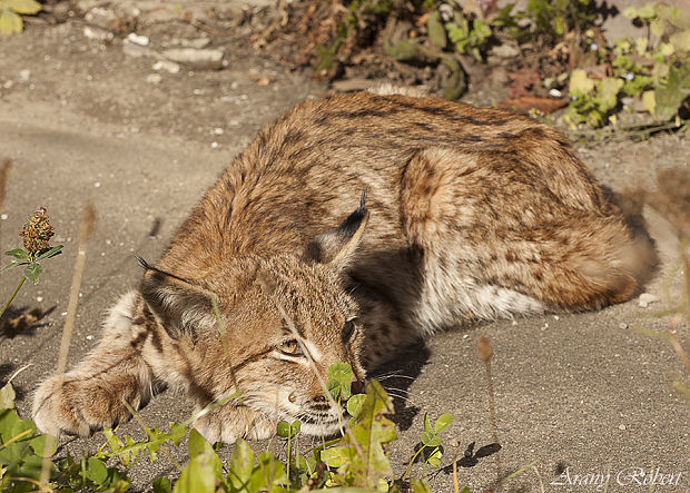 rys ostrovid  Lynx lynx