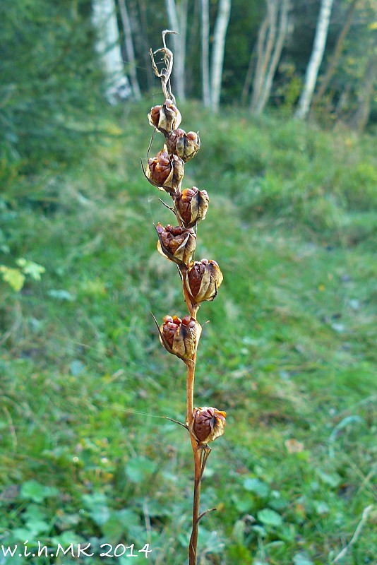 mečík škridlicovitý Gladiolus imbricatus L.