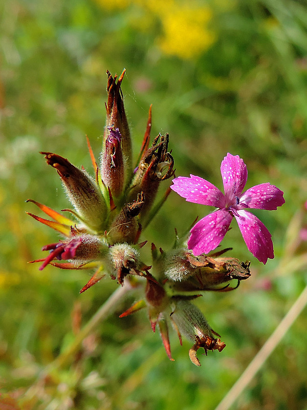 klinček zväzkovitý Dianthus armeria L.