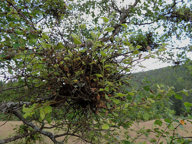 grmanník brezový Taphrina betulina Rostr.