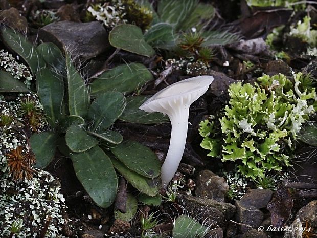 lúčnica snehobiela Cuphophyllus virgineus (Wulfen) Kovalenko