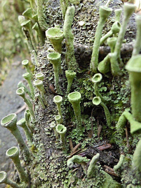 dutohlávka  Cladonia portentosa (Dufour) Coem.