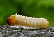 fuzáč - larva 