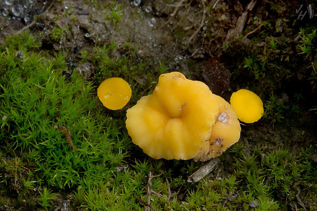 drevnička žltá Phaeohelotium terrestre (Velen.) Svrček