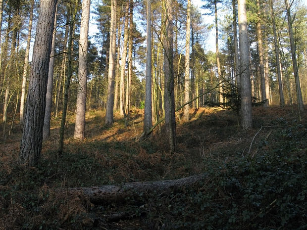 borina v Hargate Forest Pinus strobus L.