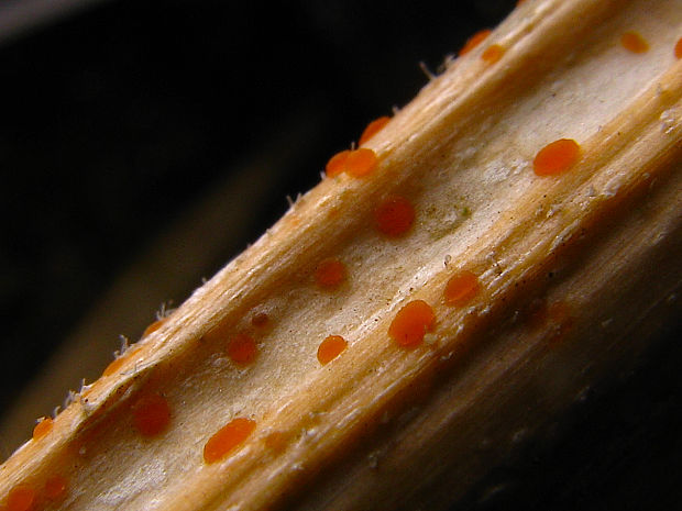 kalorka žihľavová Calloria neglecta (Lib.) B. Hein