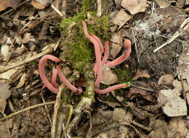 kyjačik Clavaria rosea Fr.