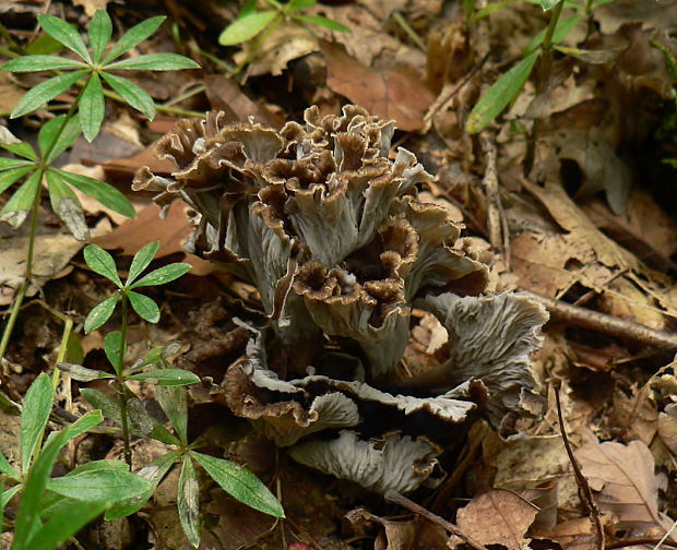 palievik kučeravý Pseudocraterellus undulatus (Pers.) Rauschert
