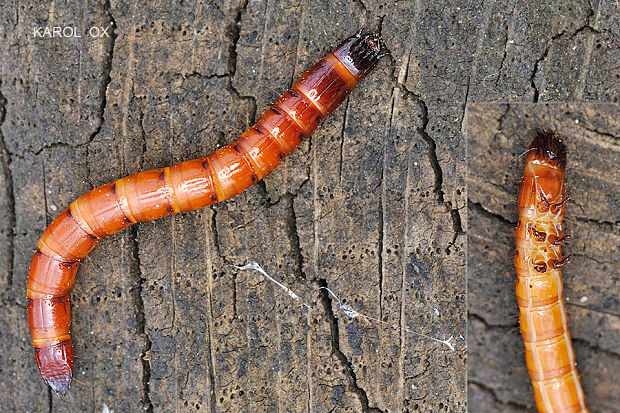 kováčik (larva) Ampedus sp.