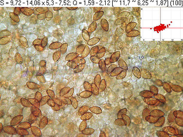 pavučinovec veľkovýtrusný Cortinarius fidelis Bidaud, Moënne-Locc. & Reumaux